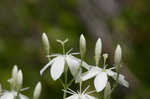 Largeleaf rose gentian